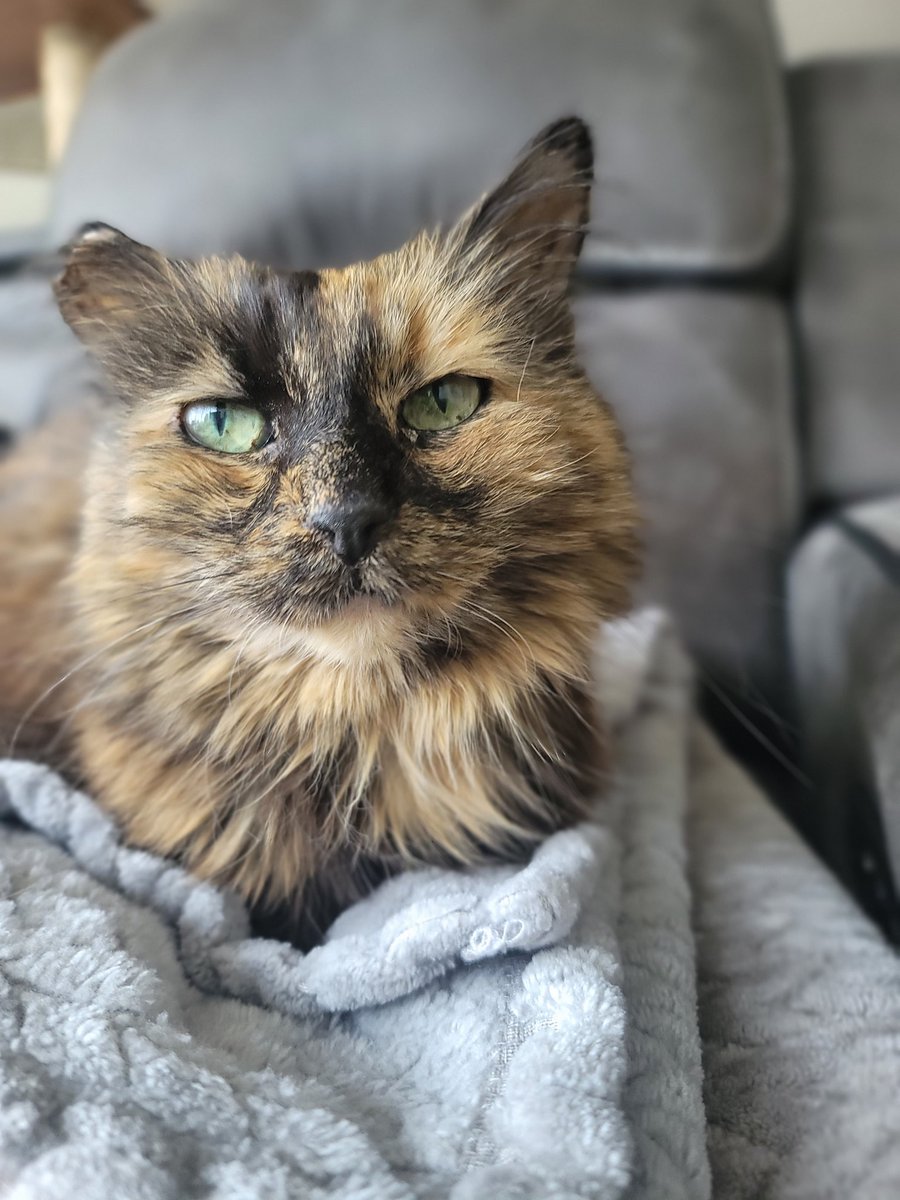 Today, we celebrate Megan's adoption day! We adopted her in 2005 at the age of 2. She will be 21 in August. @IndyCatBear1 @jenryancorkran #SuperSeniorCatsClub #supersenior #CatsOnTwitter #catsoftwitter #superseniorcats #superseniorcat
