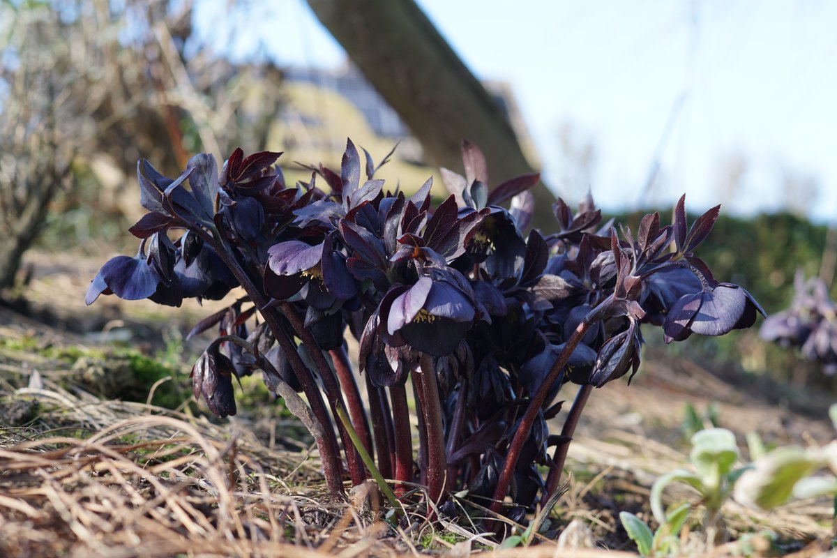 Helleborus dagen, komend weekeinde. Heel veel grote potten bloeiende planten en een tuin vol Helleborus. Ze zijn mooier dan ooit zie: bastin.nl
Nieuwe introducties, zeldzaamheden.