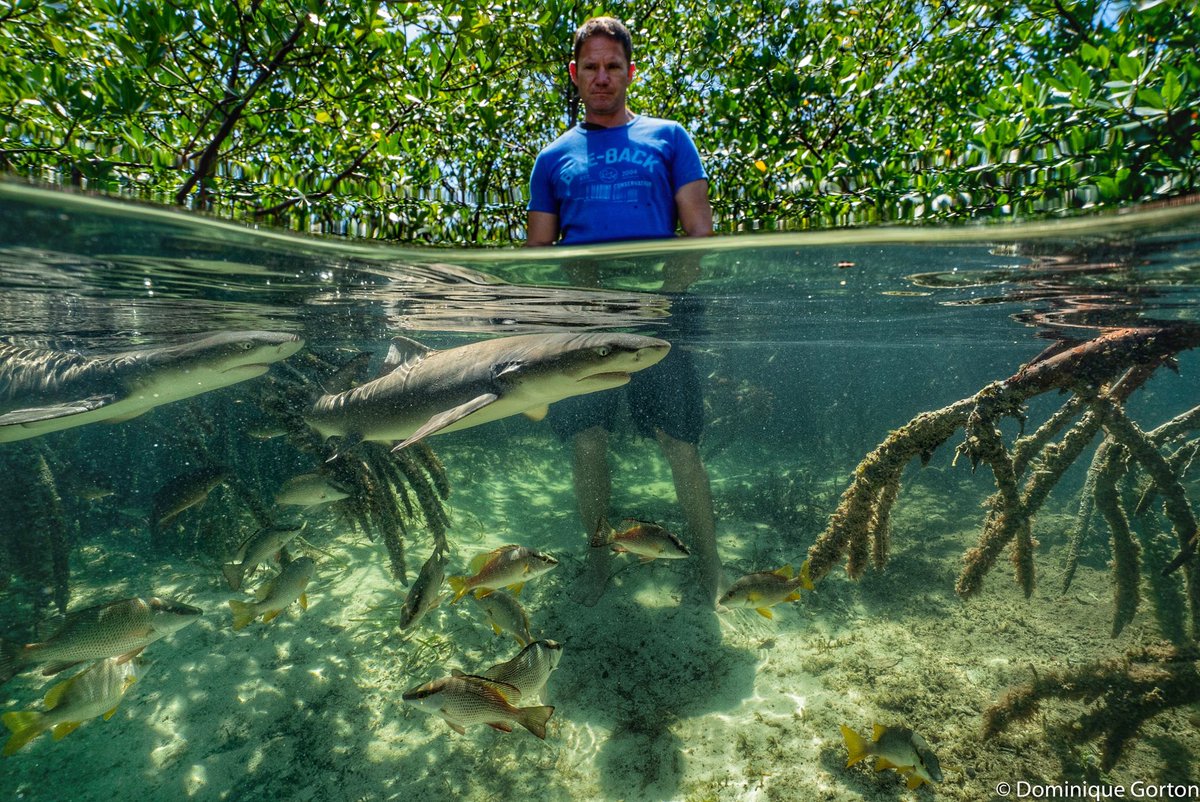 Steve Backshall on Twitter "Don’t the pancakes this lemon shark