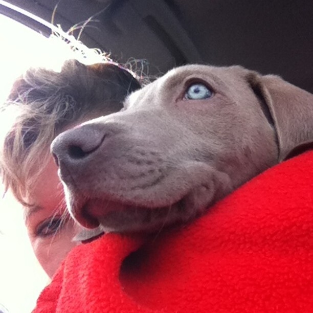 LaFranglaise's tweet photo. Happy Gotcha Day!  10 years ago today this very special bundle of paws came into our lives and helped me mend a broken heart.  Those bright puppy eyes may no longer be blue but they are even more beautiful and full of love.  Thank you always @milesinfrance for all that you d… https://t.co/86tV2Xqzey