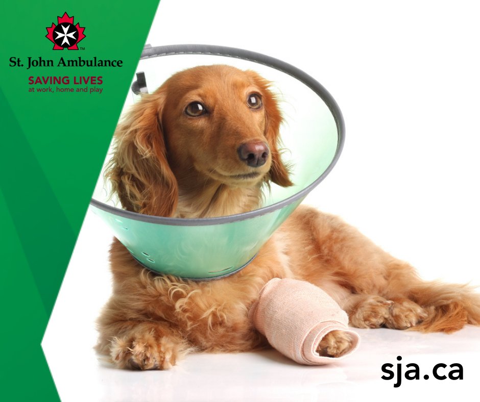 Because pets are family too! Pet First Aid in a virtual classroom - Saturday March 11th from 9am-1pm. Register here sja.ca/en/product/188… 

#petfirstaid #readytorespond #SJA