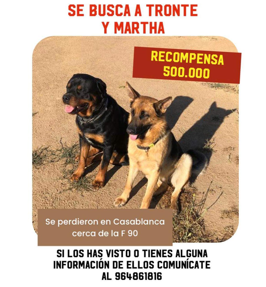 AnimalParaiso's tweet photo. Se buscan, perdidos en #Casablanca, cerca de la ruta F 90. 

Favor compartir. https://t.co/sNmYAkuPSd