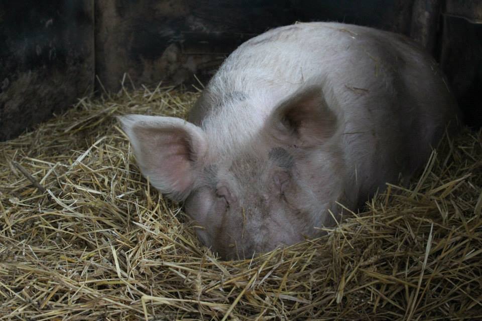 Una emozionante e indimenticabile esperienza di liberazione di un Maiale di nome Cara. Buona lettura.
➡️ veganzetta.org/la-storia-di-c…
#AnimalRights #Maiale #Vegan #Peace #Love #pigs