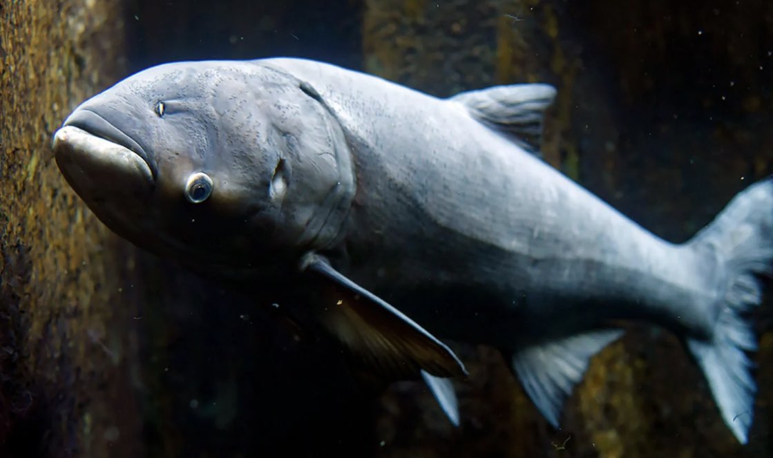LMTribune's tweet photo. Have you ever had Copi Carp at a restaurant? Did you know that this is actually an invasive species? Read our article “You Might Have Eaten an Invasive Species” (by Lance Panczyk) to find out more. #LittleMiami https://t.co/37rgNJBJGM