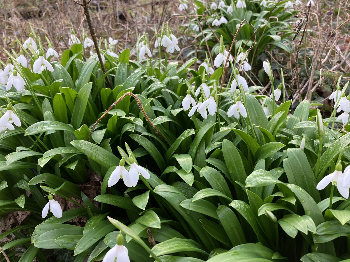 Fforest Fields tweet media