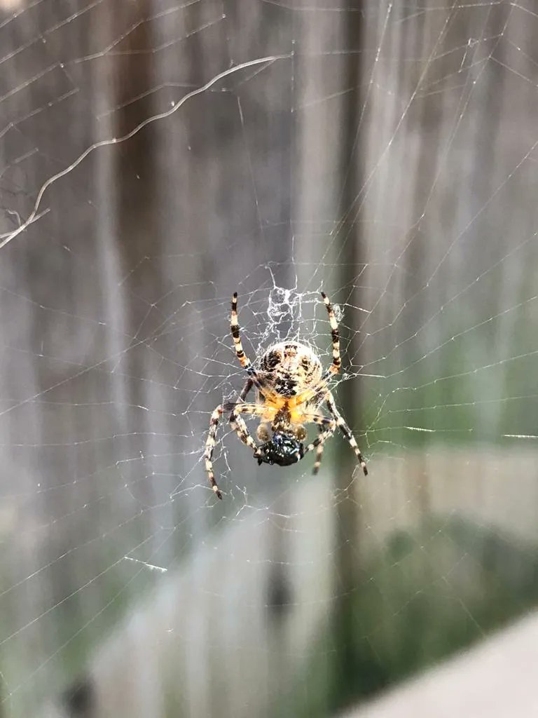 Our outdoor pest control services will keep your outdoor space comfortable and enjoyable all year round. #pestfree #outdoors #hamilton