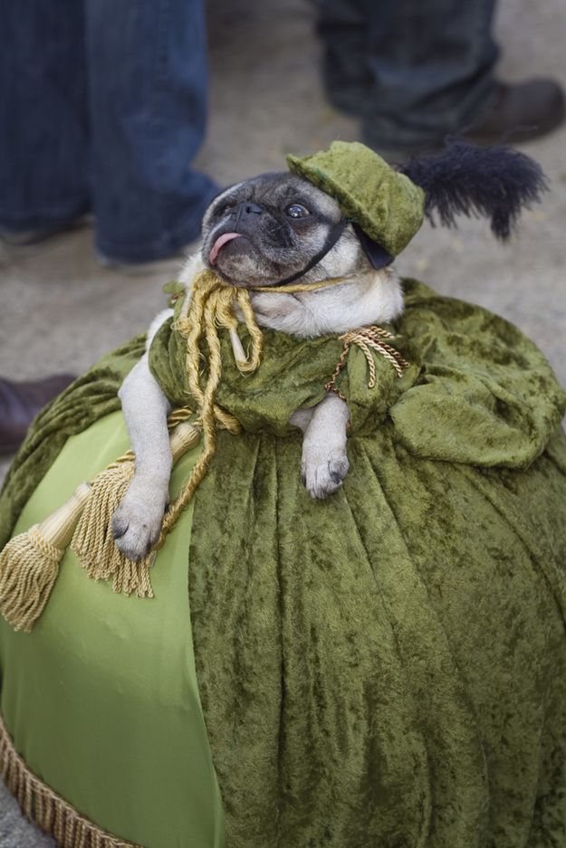 lordmagnusen's tweet image. Florence Pug. #doublepun