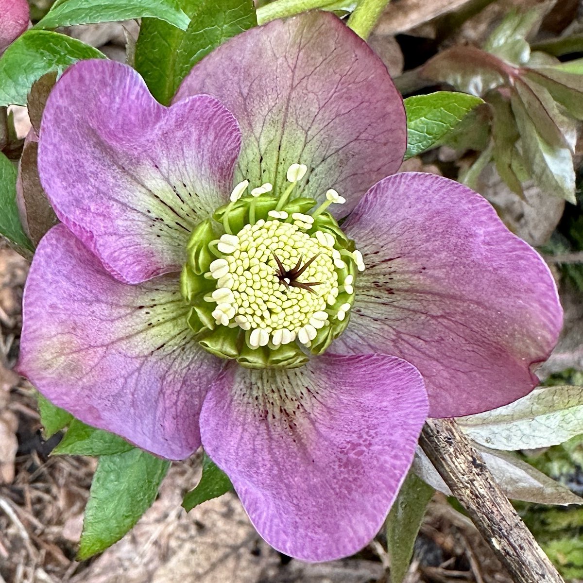Hellebore Clare’s Purple 💜And yes the Hellebore stick is back in action 🤣🌸#Flowers #Gardening #Helleboreheaven