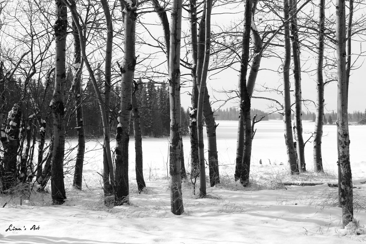LinasArt_ca's tweet photo. Beautiful winter day at the Elk Island National Park last weekend!

#elkislandnationalpark #naturephotography #blackandwhite #lightplay https://t.co/FG58k1CeGK