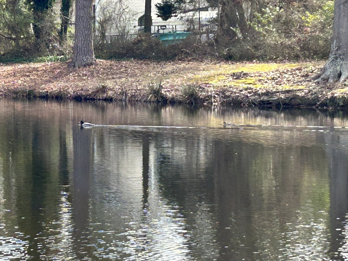 ldcreativemedia's tweet photo. Beautiful February day on #DurhamNC! 

Sun is shining and it is 70+ degrees.  The ducks seem to like it too. https://t.co/QHeU3PEir2