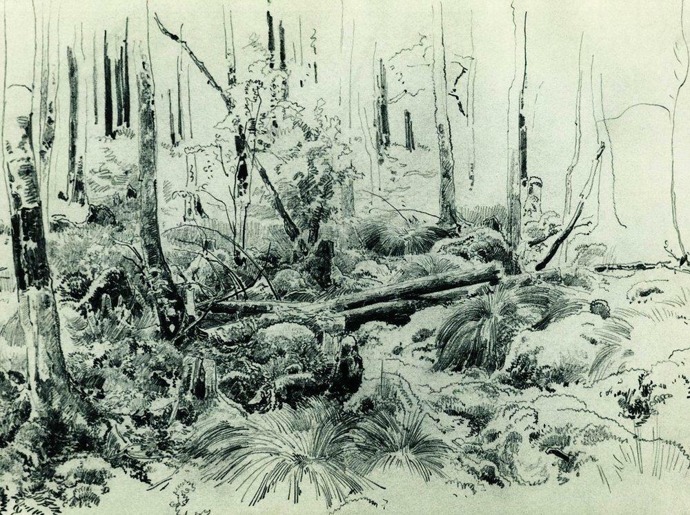 In the forest thicket #shishkin #ivanshishkin wikiart.org/en/ivan-shishk…