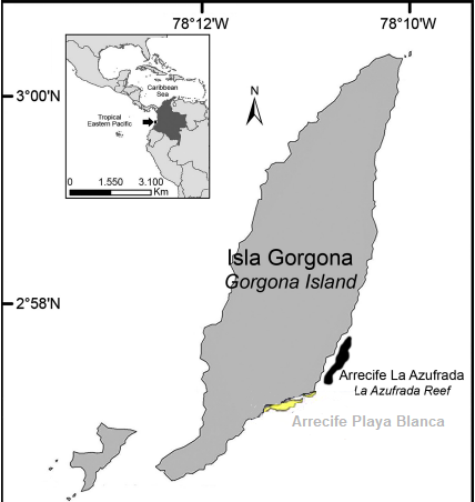ICR_Observatory's tweet photo. #díadelajusticiasocial #SocialJusticeDay #SocialJusticeDay2023 #UnsustainableDevelopment projects threaten #CoralReefs Communities ask @ParquesColombia For alternatives to the Port #IslaGorgona #Pacific #healthylife effectively protected #life #Coral #reefs Integral ecosystem https://t.co/qxVtQbfYJX