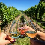 Photo by Wine Tours of Kent (@winetoursofkent)