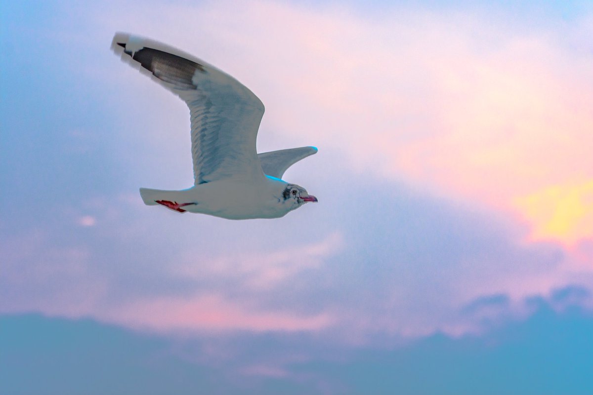 mnayeemj's tweet photo. Flying away...

#birdphotography #NaturePhotography #bird #birdlover #naturelover #photography #Nikon #nikonphotography #nikoncreator @NikonUSA https://t.co/YRMHmR3AJT