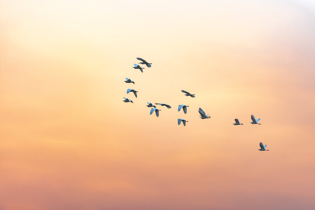mnayeemj's tweet photo. Flying away...

#birdphotography #NaturePhotography #bird #birdlover #naturelover #photography #Nikon #nikonphotography #nikoncreator @NikonUSA https://t.co/YRMHmR3AJT