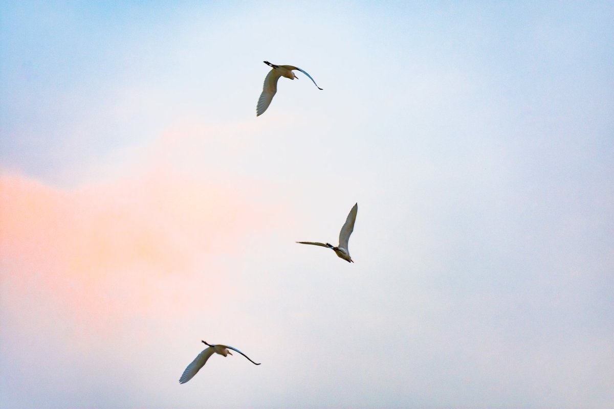 mnayeemj's tweet photo. Flying away...

#birdphotography #NaturePhotography #bird #birdlover #naturelover #photography #Nikon #nikonphotography #nikoncreator @NikonUSA https://t.co/YRMHmR3AJT