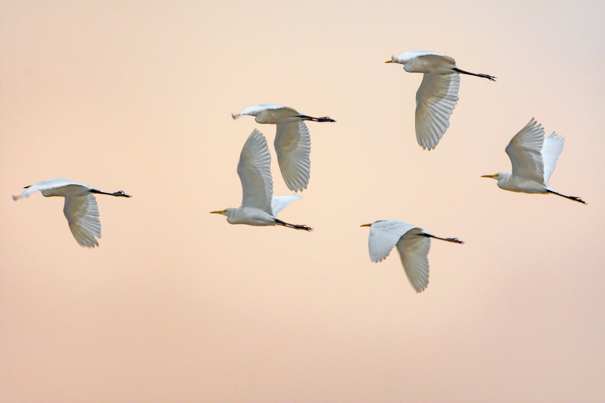 mnayeemj's tweet photo. Flying away...

#birdphotography #NaturePhotography #bird #birdlover #naturelover #photography #Nikon #nikonphotography #nikoncreator @NikonUSA https://t.co/YRMHmR3AJT