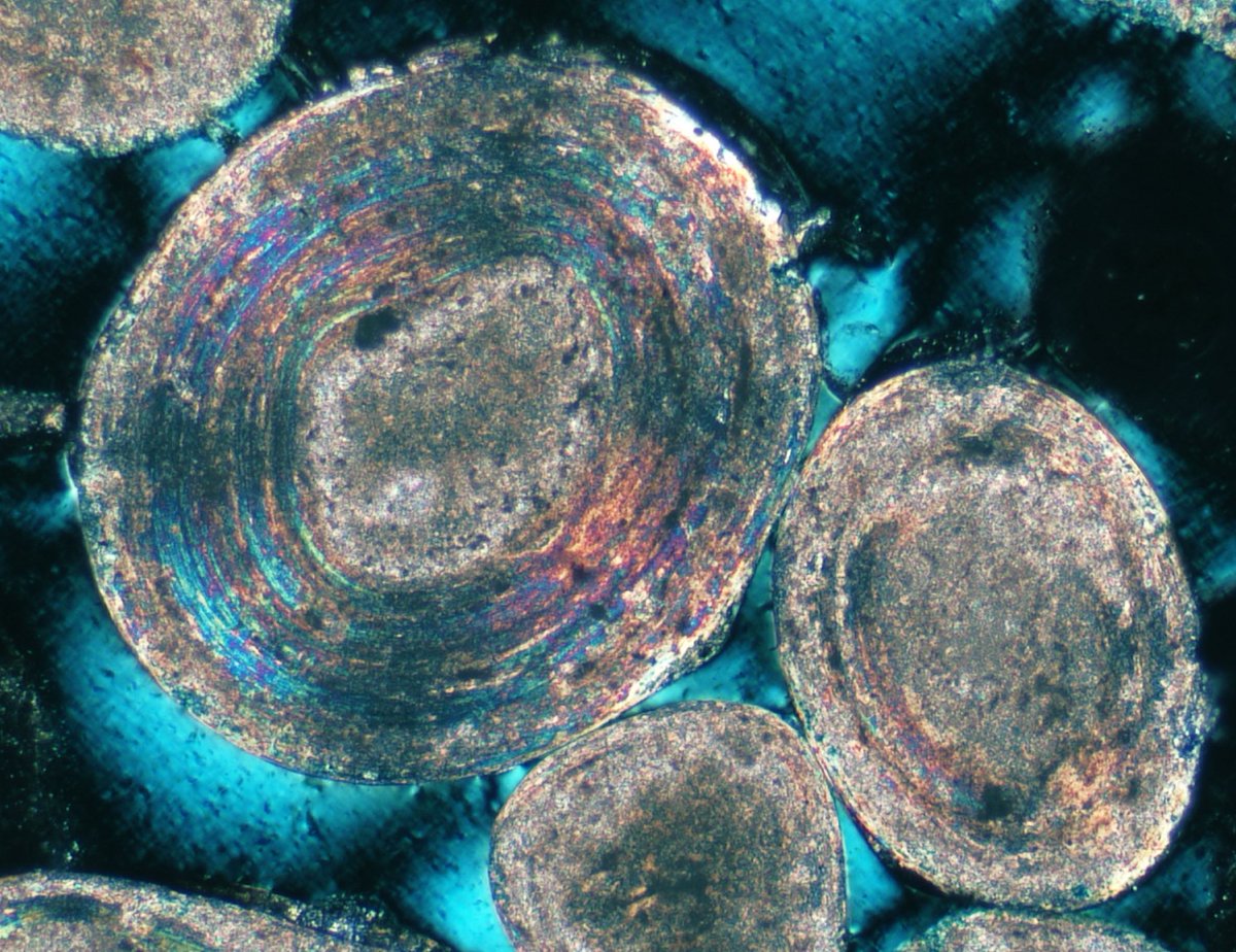 Friendly aragonite ooids from the Bahamas…  on the close looker🔬with <a href="/PalaeoChemist/">Peter Methley</a> &amp; <a href="/PaleoBDB/">Ben Davis Barnes</a>