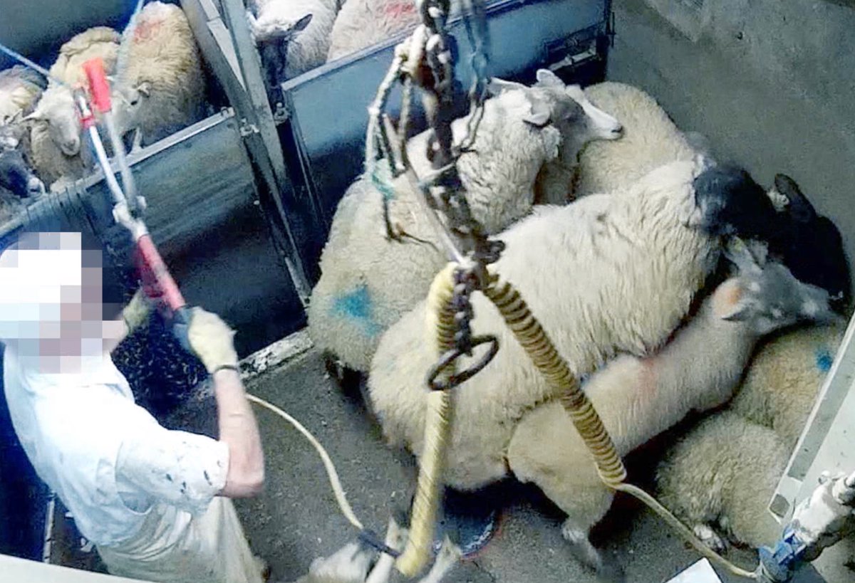 Son_of_Space's tweet photo. People defend meat eating by talking about βhumane slaughter.β Seems theyβre confusing the brutal murder of animal individuals with a human willingly choosing assisted euthanasia. No animal walks willingly to their death. What happens in a slaughterhouse is never humane
#BeVegan https://t.co/28W2BpjgjR