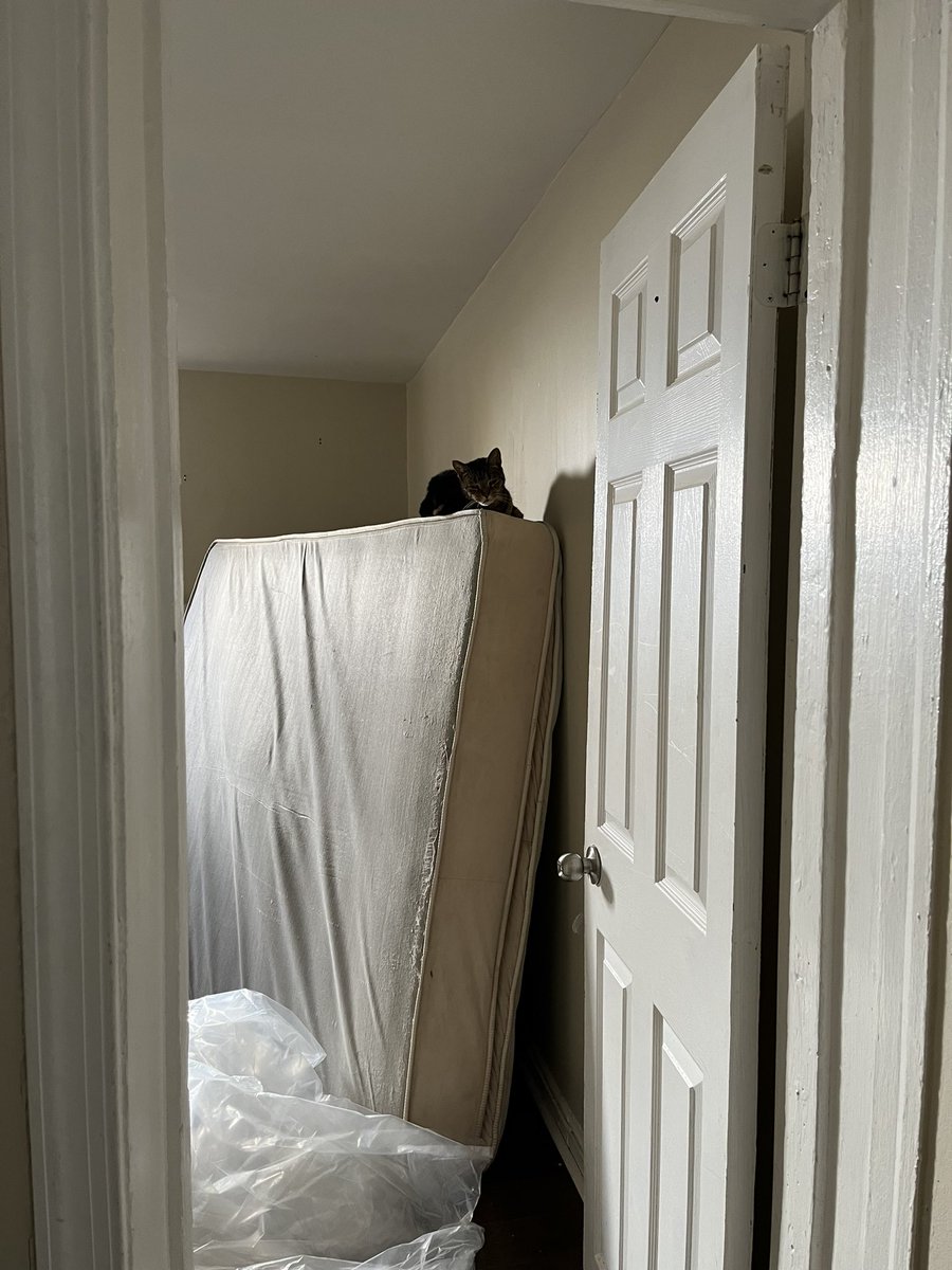 thesadwaitress's tweet photo. The cat will meow at me until I pick her up and put her on the couch but has gotten up here every day since we switched the mattress out https://t.co/xVLVqrpvpT