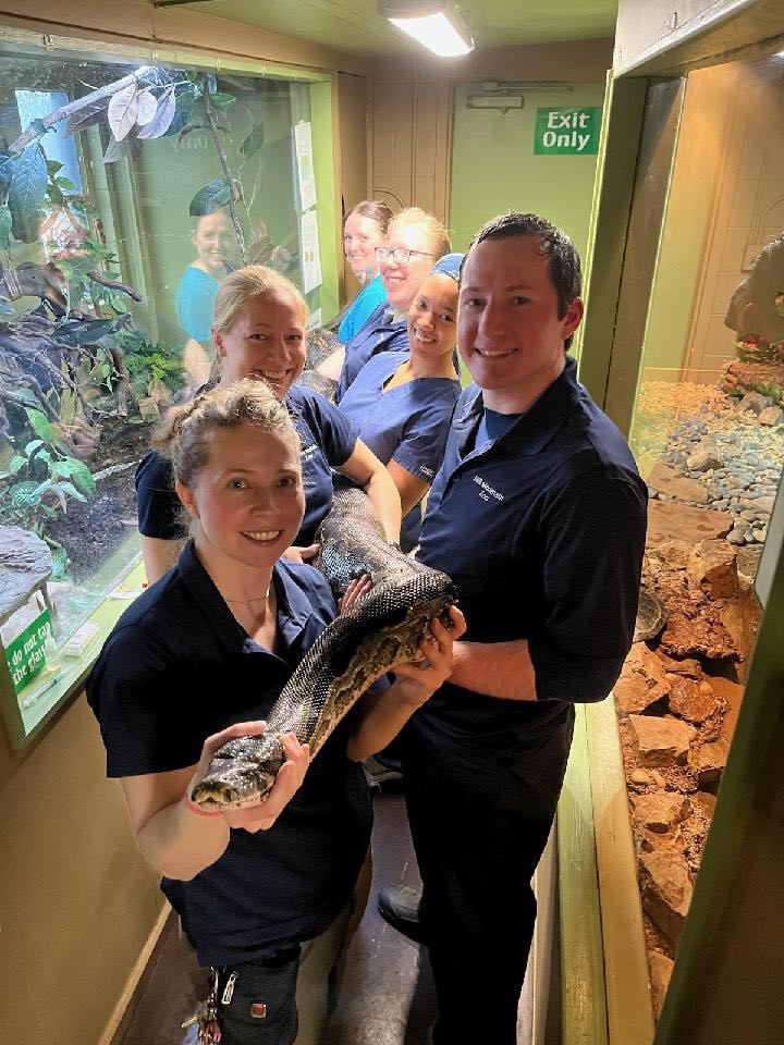 MillMountainZoo's tweet photo. It's no joke and all hands on deck (or snake) when Dr. Stewart needs to examine our 87 and 105 pound Burmese #pythons, but our amazing keeper staff make it look easy! #snakes #zookeepers #snakesrule #Burmesepythons #reptiles #millmountainzoo #Roanoke #MMZ #RoanokeVirginia #mmzoo https://t.co/TfJTShiNWX