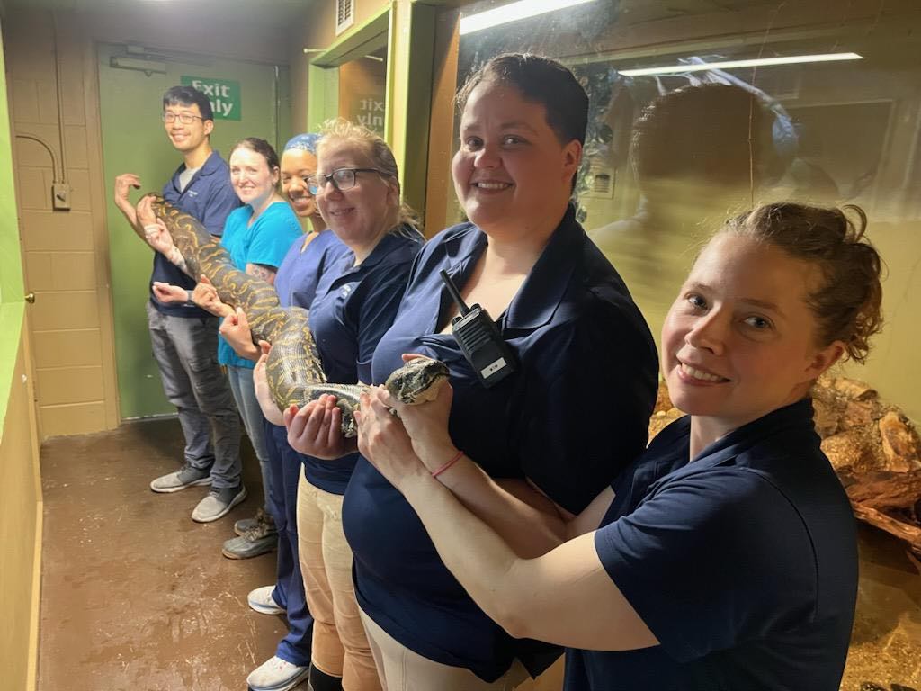 MillMountainZoo's tweet photo. It's no joke and all hands on deck (or snake) when Dr. Stewart needs to examine our 87 and 105 pound Burmese #pythons, but our amazing keeper staff make it look easy! #snakes #zookeepers #snakesrule #Burmesepythons #reptiles #millmountainzoo #Roanoke #MMZ #RoanokeVirginia #mmzoo https://t.co/TfJTShiNWX
