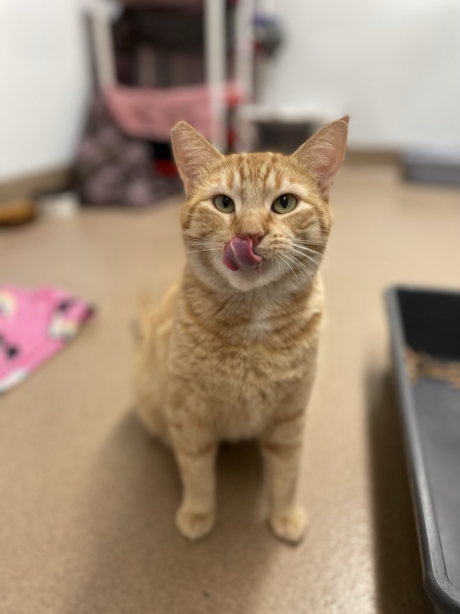 965KOIT's tweet photo. Meet Ivy &amp; Ruben from @Haywardanimals #WetNoseWednesday Learn how to adopt here: https://t.co/uMPcn2npQz https://t.co/GmSEZ0PPbP