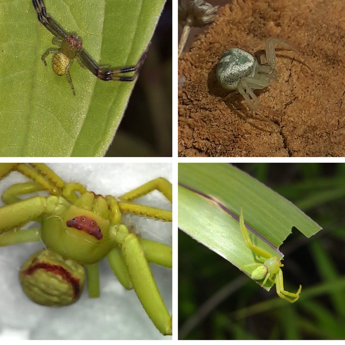 AracnoC's tweet photo. As aranhas são divididas em 132 famílias, cada uma com suas próprias características. Uma das mais  interessantes é a família Thomisidae. Já ouviu falar delas? Então bora conhecer na #Aracnothread de hoje! https://t.co/oixmsLp5fW