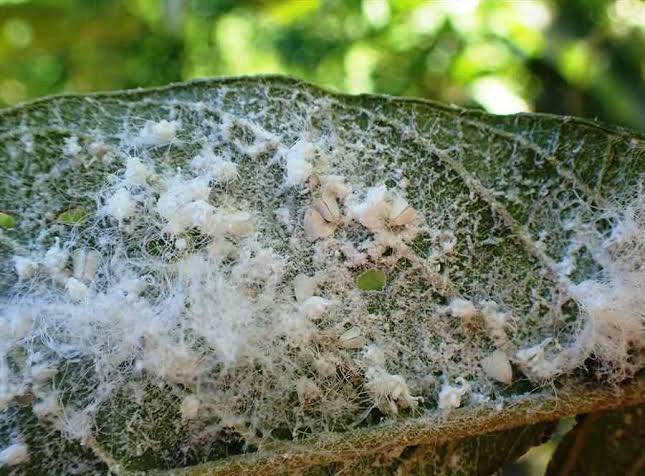 Meet Nigerian genius, Abdulrazak Ibrahim, who invented and patented an insect control technology in Brazil that will help farmers protect their plants from getting destroyed by white flies. The BUK, Kano graduate is hoping to protect crops in Africa from destructive insects.