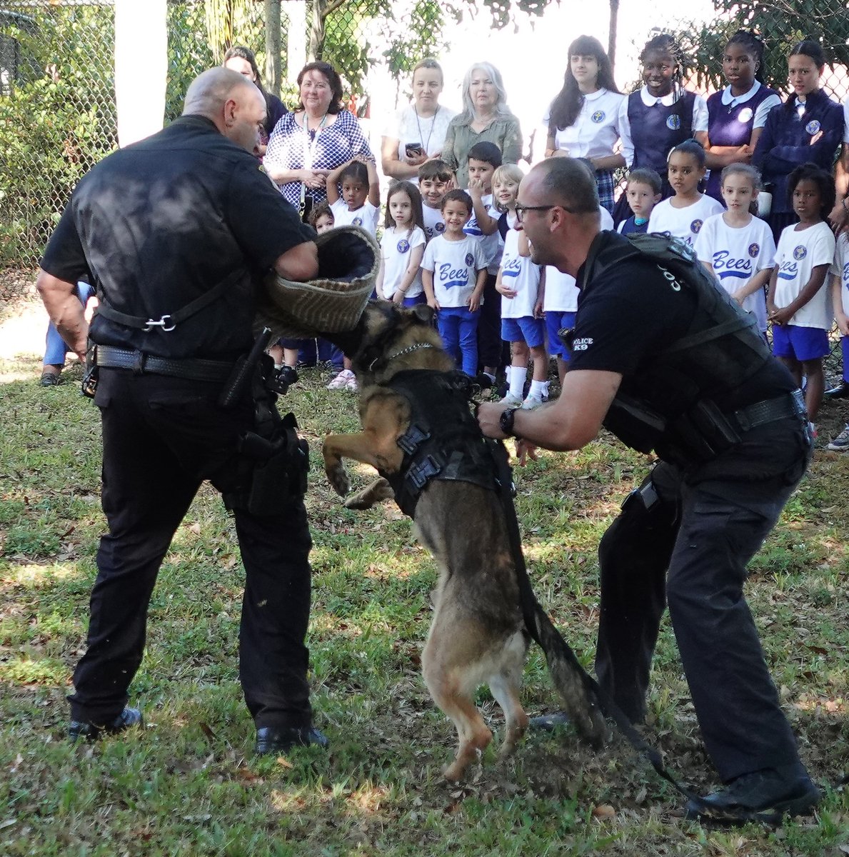 CoconutCreekPD's tweet image. Thanks to our #friends at Paideia Classical Academy for inviting us to talk to #students about the dangers of #DrugUse. K9 Max &amp;amp; Titus were also part of the visit. K9 Titus showed them how he's trained to find #drugs. K9 Max did some #obedience and then #apprehension work.