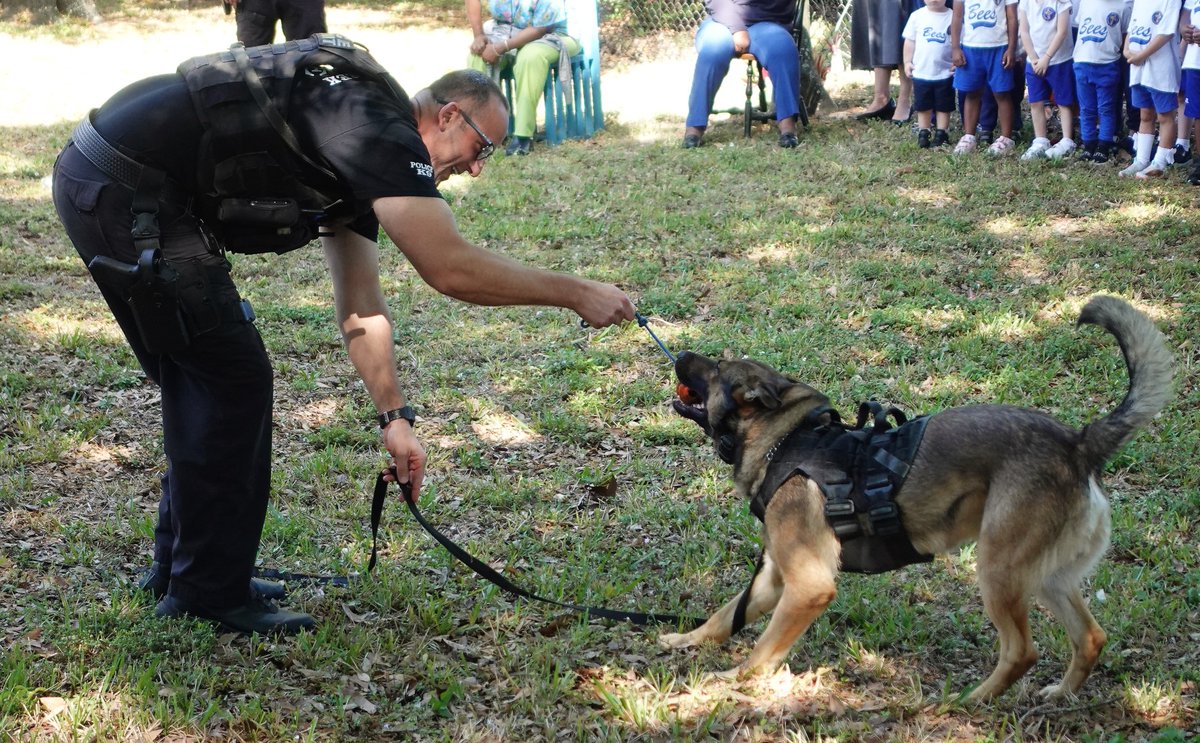 CoconutCreekPD's tweet image. Thanks to our #friends at Paideia Classical Academy for inviting us to talk to #students about the dangers of #DrugUse. K9 Max &amp;amp; Titus were also part of the visit. K9 Titus showed them how he's trained to find #drugs. K9 Max did some #obedience and then #apprehension work.