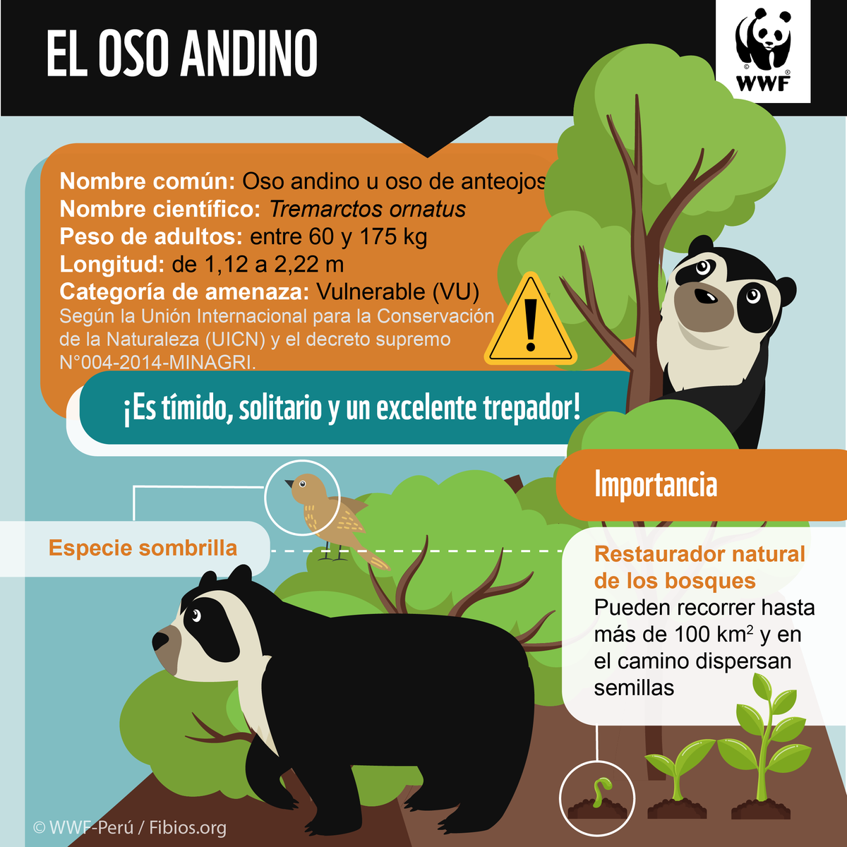 WWF_LAC's tweet photo. El único 🐻 de Suramérica es el de Anteojos.
Su presencia garantiza la protección de toda una amplia gama de especies, ya que su salud es un indicador de la salud de su territorio. El oso de anteojos es el guardián de los bosques interandinos.
#DíaMundialParaLaProtecciónDeLosOsos https://t.co/YM5SRPwTID