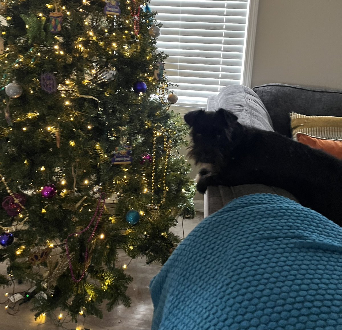 ApolloLovesFun's tweet image. #happymardigras friends! Or as they say, Laissez les bons temps rouler! #MardiGras2023 #puppylove #doglife