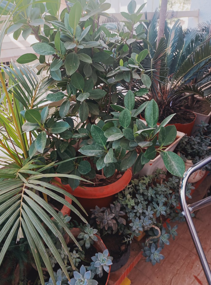 blue__moonx's tweet photo. I be-leaf in you. 🪴🦋 #gardenerette https://t.co/1DH08N1B7o