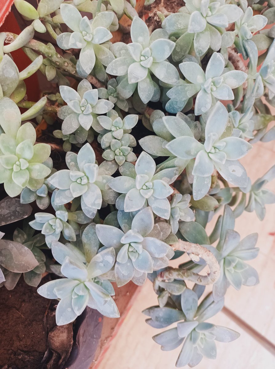 blue__moonx's tweet photo. I be-leaf in you. 🪴🦋 #gardenerette https://t.co/1DH08N1B7o