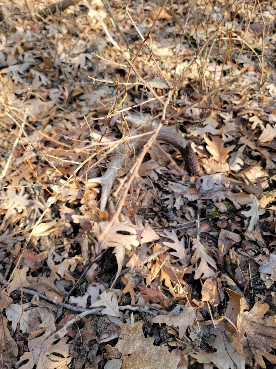 Found my 1st Shed of the year great day for a 5 mile walk about only 1 but it's a start to the season let the pile begin #shedhunting #getoutside