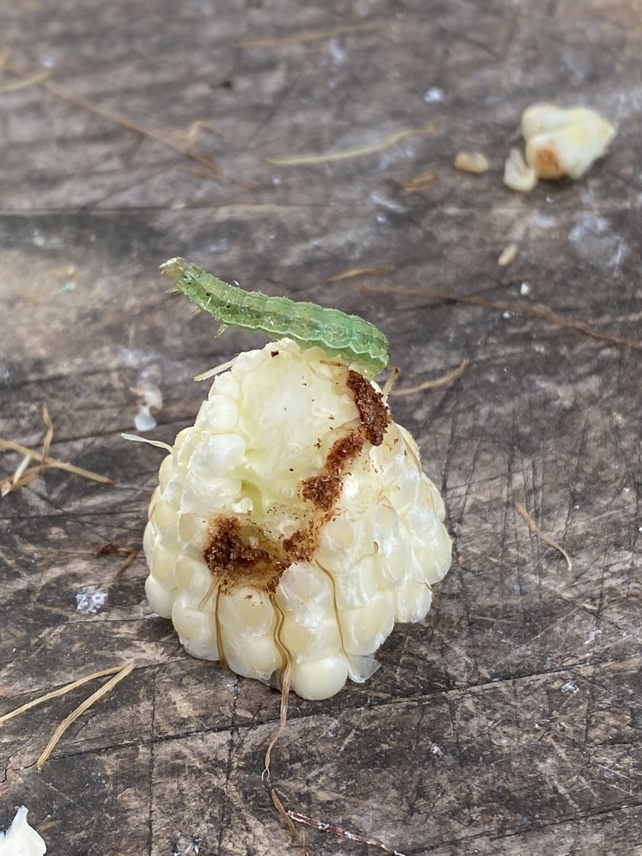 π It s Cannibal π on Twitter: quot CW: Bugs felt inspired by the wonderful π It s Cannibal π on Twitter: quot CW: Bugs felt inspired by the wonderful