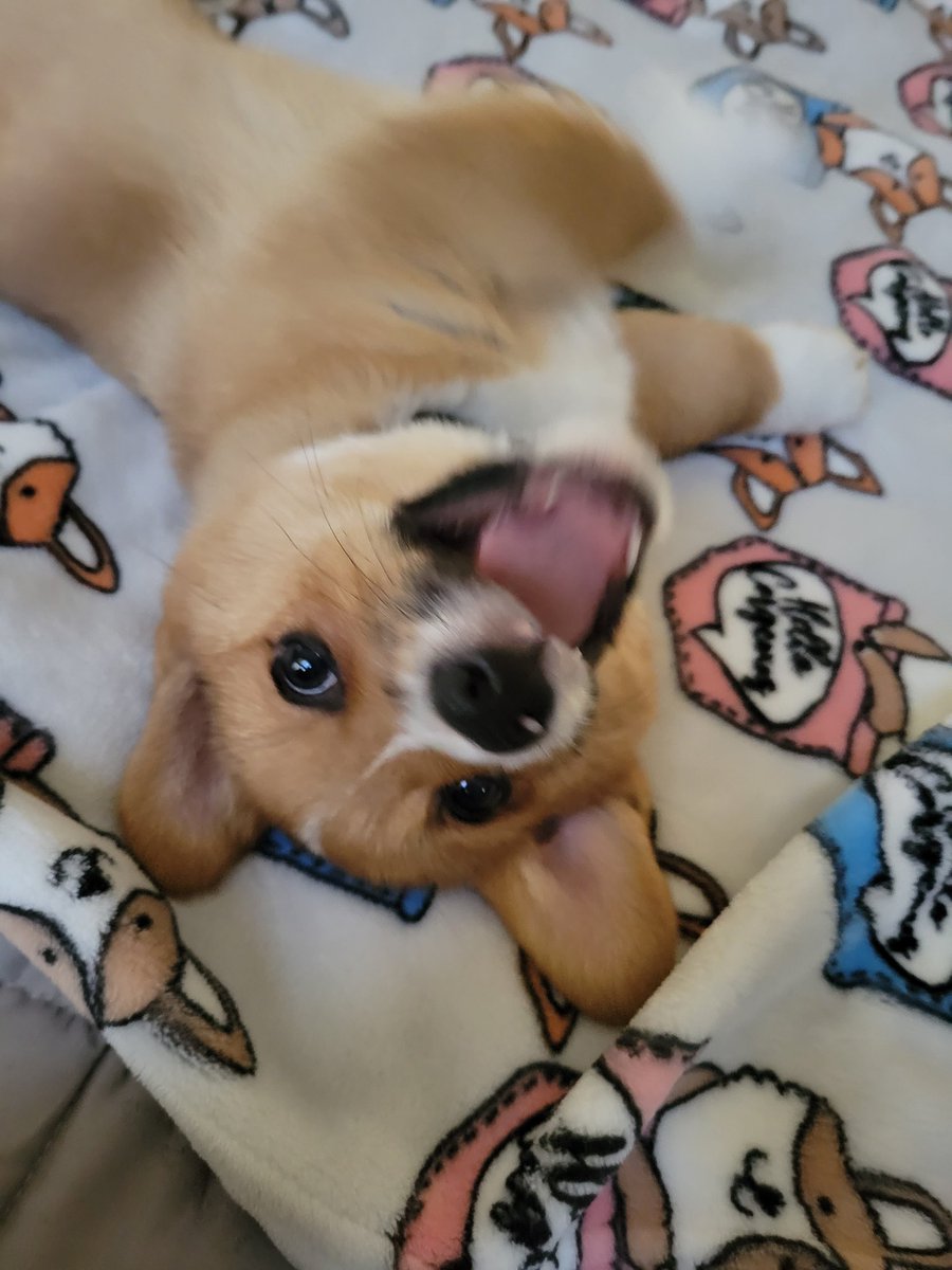 0xFynlee's tweet photo. The faces of Bodi Jay. I guess if you smile after you poop on mah's carpet is okay! #CorgiCrew https://t.co/fVpjfxX5q6