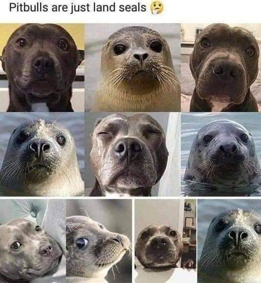 HeckinGoodDogs's tweet image. 