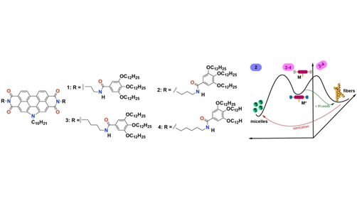 Modulating the Differentiation of Kinetically Controlled Supramolecular Polymerizations through the Alkyl Bridge Length (Sanchez) <a href="/LSM_LAB/">Luis Sánchez Martín</a> <a href="/quimicasUCM/">Facultad de Químicas UCM</a> #openaccess onlinelibrary.wiley.com/doi/10.1002/an…