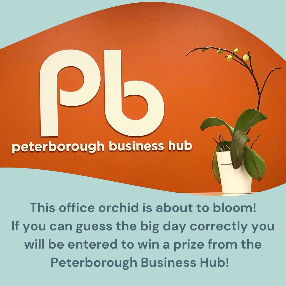 What day will this orchid finally bloom? 

Post your guess in the comments! A grand prize winner will be drawn from all correct guesses. 

Don't forget to like and share!   

Follow the Peterborough Business Hub for more office plant updates!