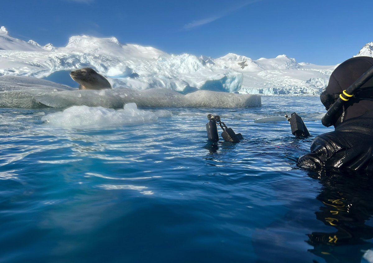 CraigLeeson's tweet image. Today was a bucket list kind of day #leopardseal #Antarctica
