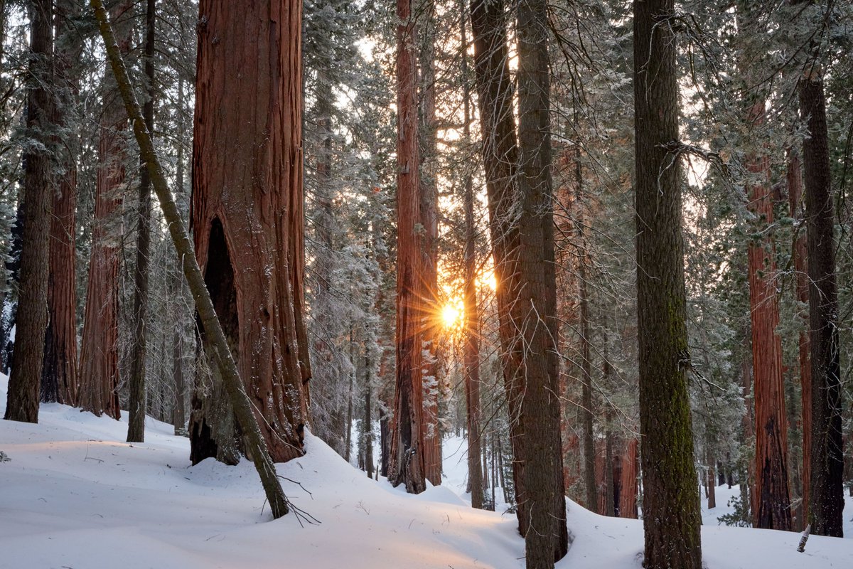 Ancient Forest Society tweet media