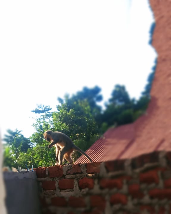BeckyNantale's tweet photo. I found him some were ...
Take time to study about certain things (nature) it doesn't cost you a thing.....
Tho is this a Bonnet macaque??or @WildlifeUganda @visituganda25 we need help https://t.co/5hbVjGB1X2