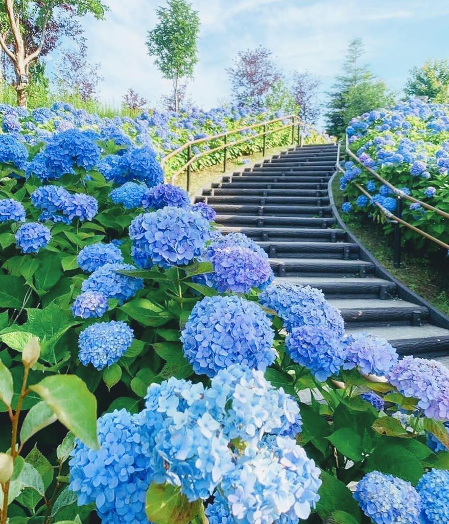 ruben_corella's tweet photo. #garden #gardens #stairs #blueflowers #hortensia #hortensiaazul #azul #blue #floresazules #park #design #escaleras #escalera #outdoors #belleza #bluemood #greatmoments #morethanthis https://t.co/61EK7bctIp