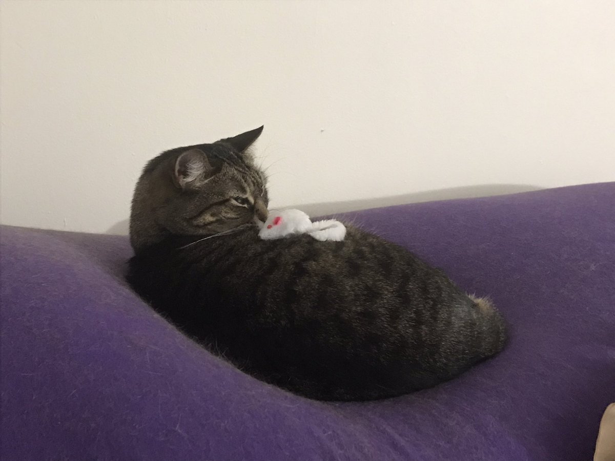 KamiAnya1's tweet photo. Kitty was demanding this morning. 15 minutes of her shoving her head under my hand whenever I tried to stop!
So sweet, but my hand hurts 😆
Gonna try to start doing #DailyEclipse at least a couple times a week again,using that hashtag as it includes previous pics of her https://t.co/7rMVgmx9ah