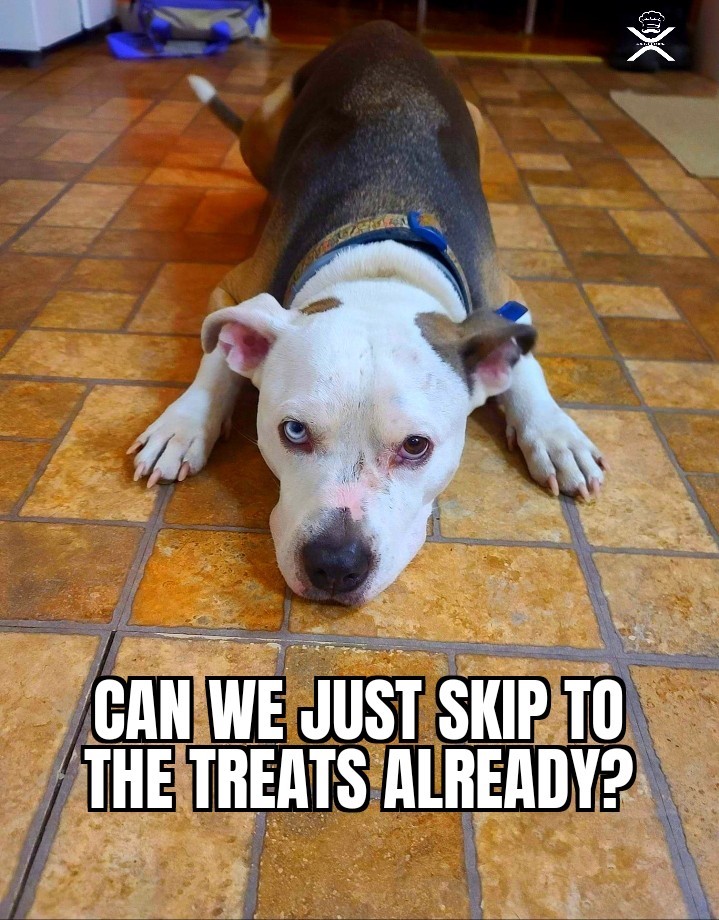XRPcook's tweet photo. #meme #memes #foodmeme #foodmemes #cookingmeme #cookingmemes #memeslover #memesdaily #cookmeme #cookmemes #dog #dogmeme #dogmemes https://t.co/AqFMXvqlep