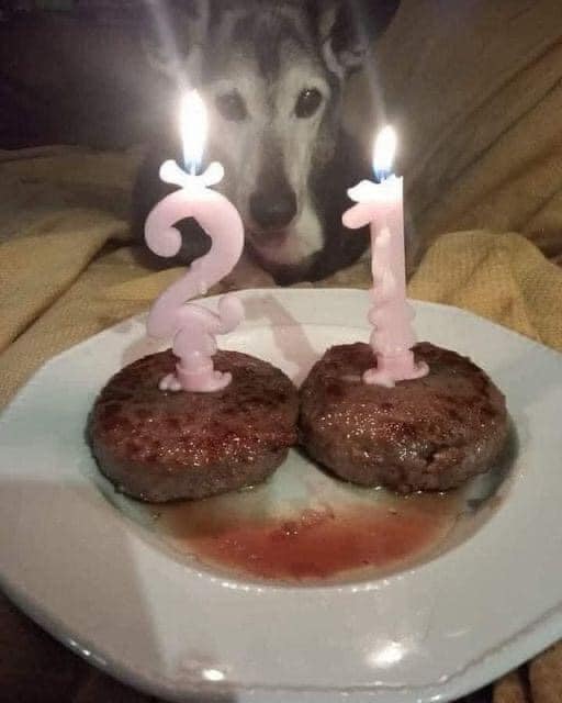 Pawzazzle's tweet photo. Today is my 7th birthday hope I get some love here 💕💕 https://t.co/x3atYPK5Qi