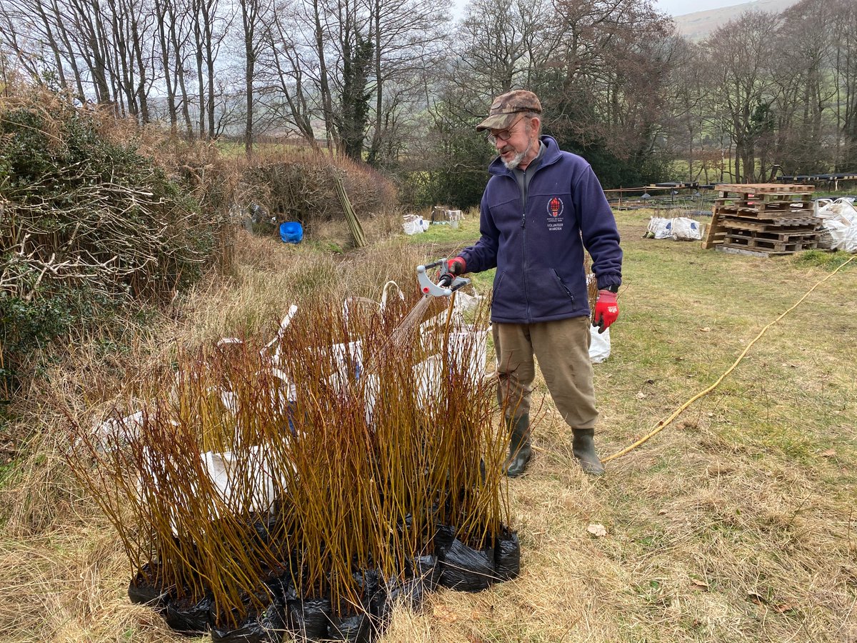 Stumpupfortrees's tweet photo. Good day at our wee tree nursery - bagging 4,000 saplings to go into various hedging schemes this week, and - have to admit, we never thought we’d be writing this in February - watering some of the drier trees that are waiting to go to their new homes. Pretty weird… https://t.co/3IDy8xBUN3