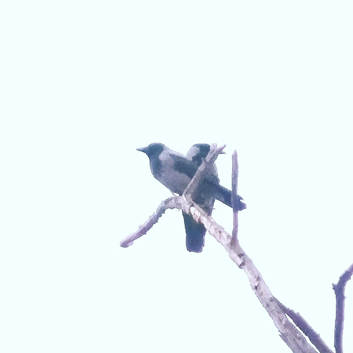YesimHakimoglu's tweet photo. Çift başlı kartal olur da ;çift başlı Karga olmaz mı? #karga #crow #life #LOVE #benimobjektifimden #myframe
📷:YH. https://t.co/xPrUkQSXud